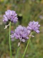 Image of Allium schoenoprasoides Regel