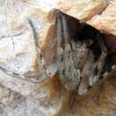 Image of Palystes karooensis Croeser 1996