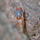 Image of Brachyopa maculipennis Thompson 1980