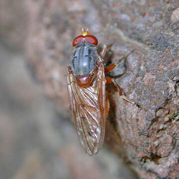 Image of Brachyopa maculipennis Thompson 1980