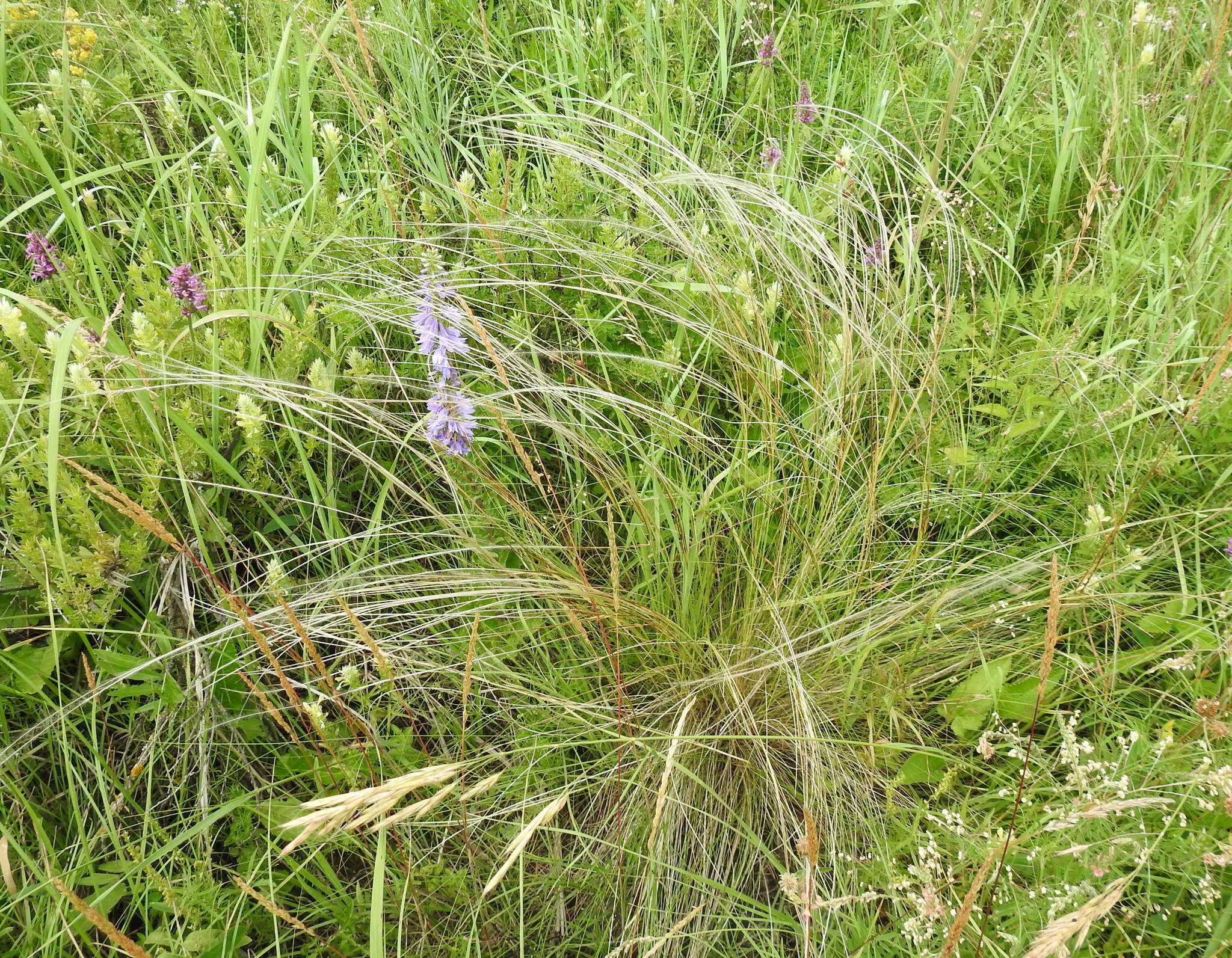 Image de Stipa tirsa Steven