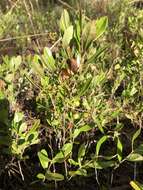 Image of dwarf huckleberry