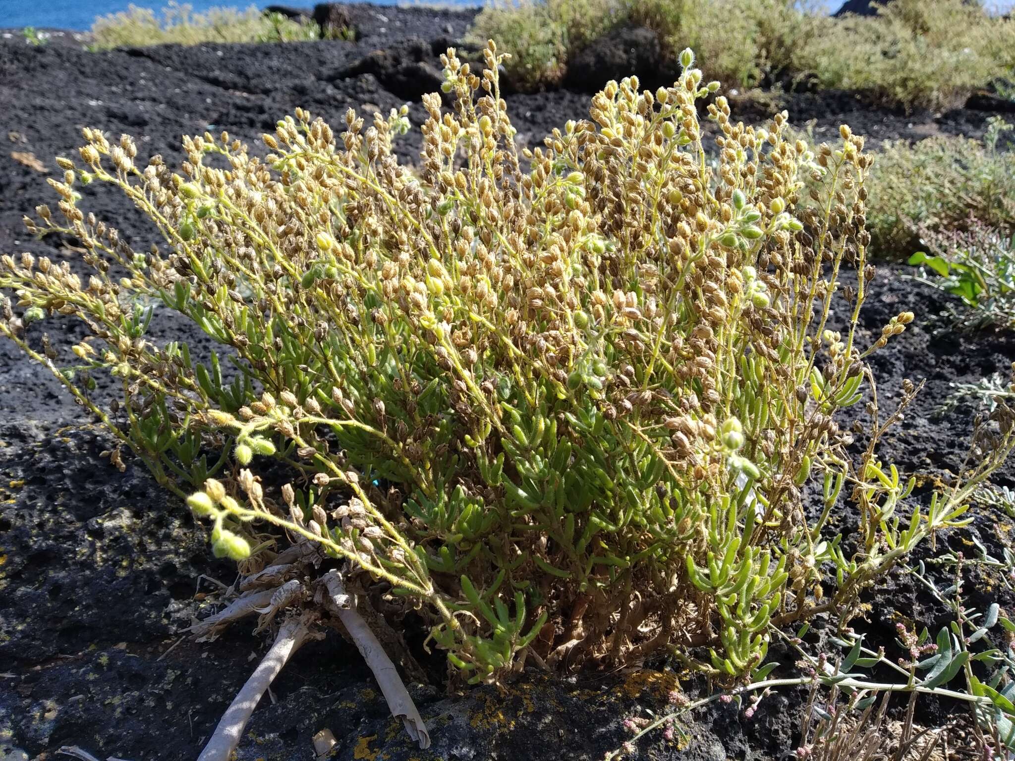 Image of Spergularia azorica (Kindb.) Lebel