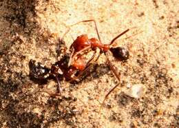 Image of Iridomyrmex agilis Forel 1907