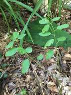 Image of false flowering spurge