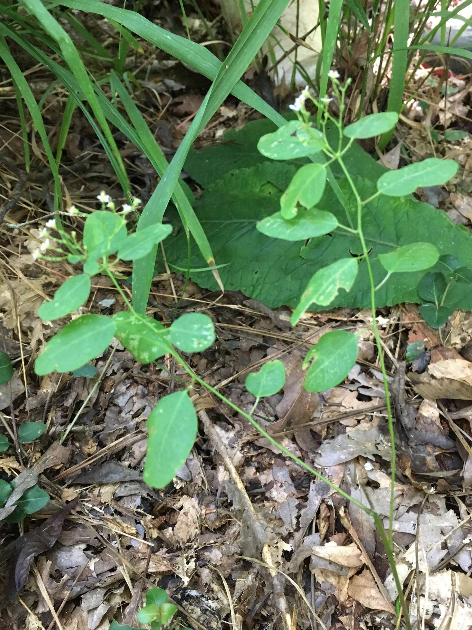 Sivun Euphorbia pubentissima Michx. kuva