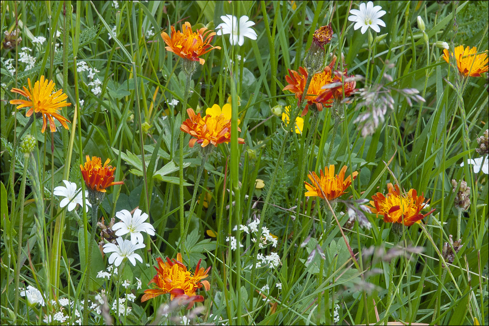 Crepis aurea (rights holder: Amadej Trnkoczy)