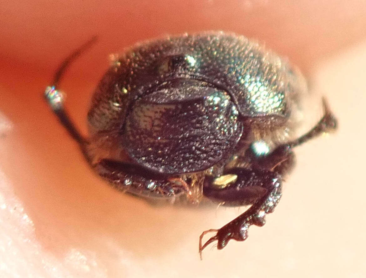 Image of Onthophagus aeruginosus Roth 1851