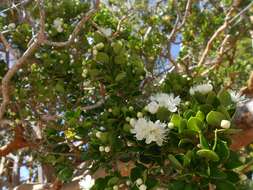 Image of Chilean Myrtle