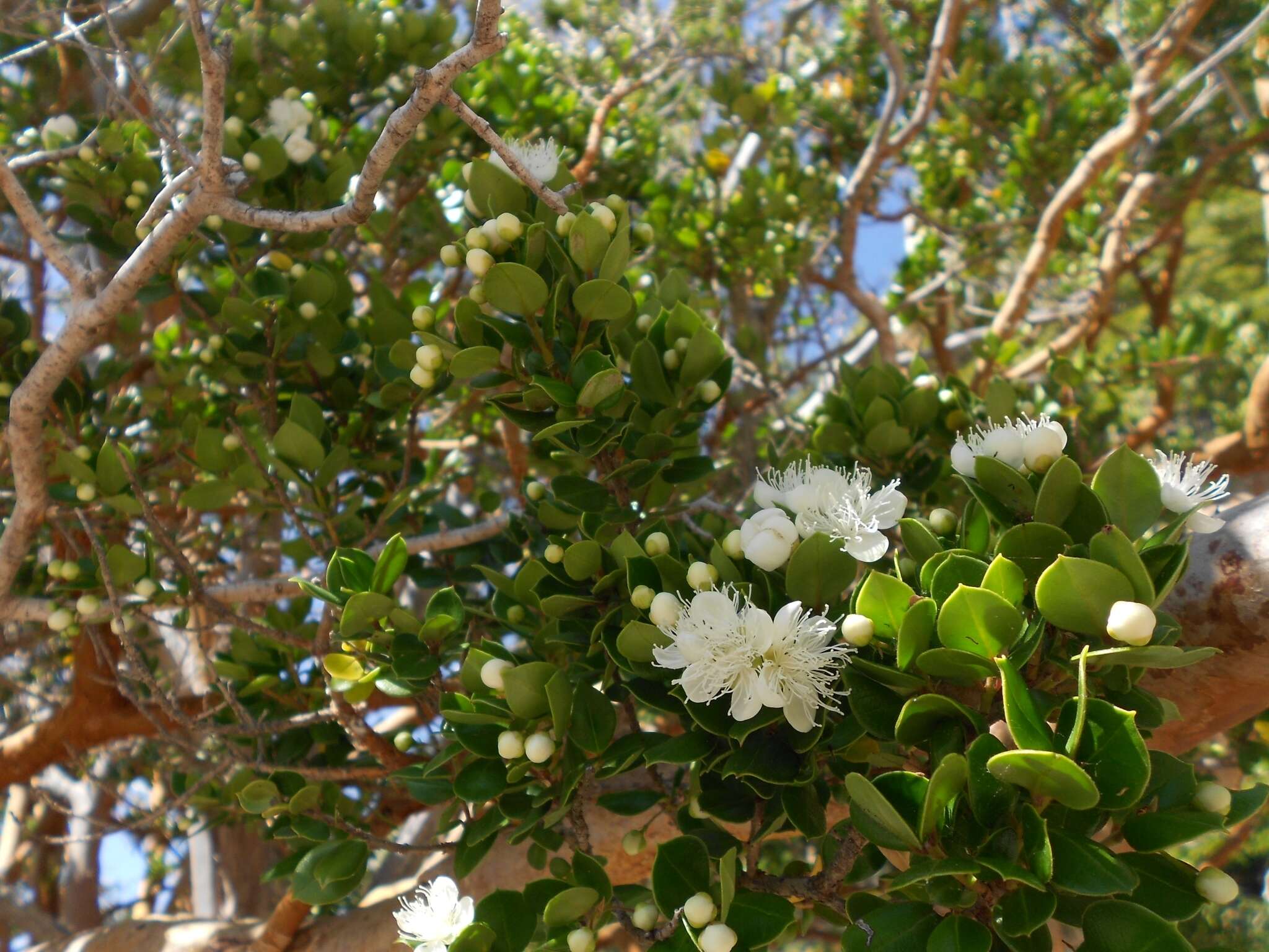 Image of Chilean Myrtle