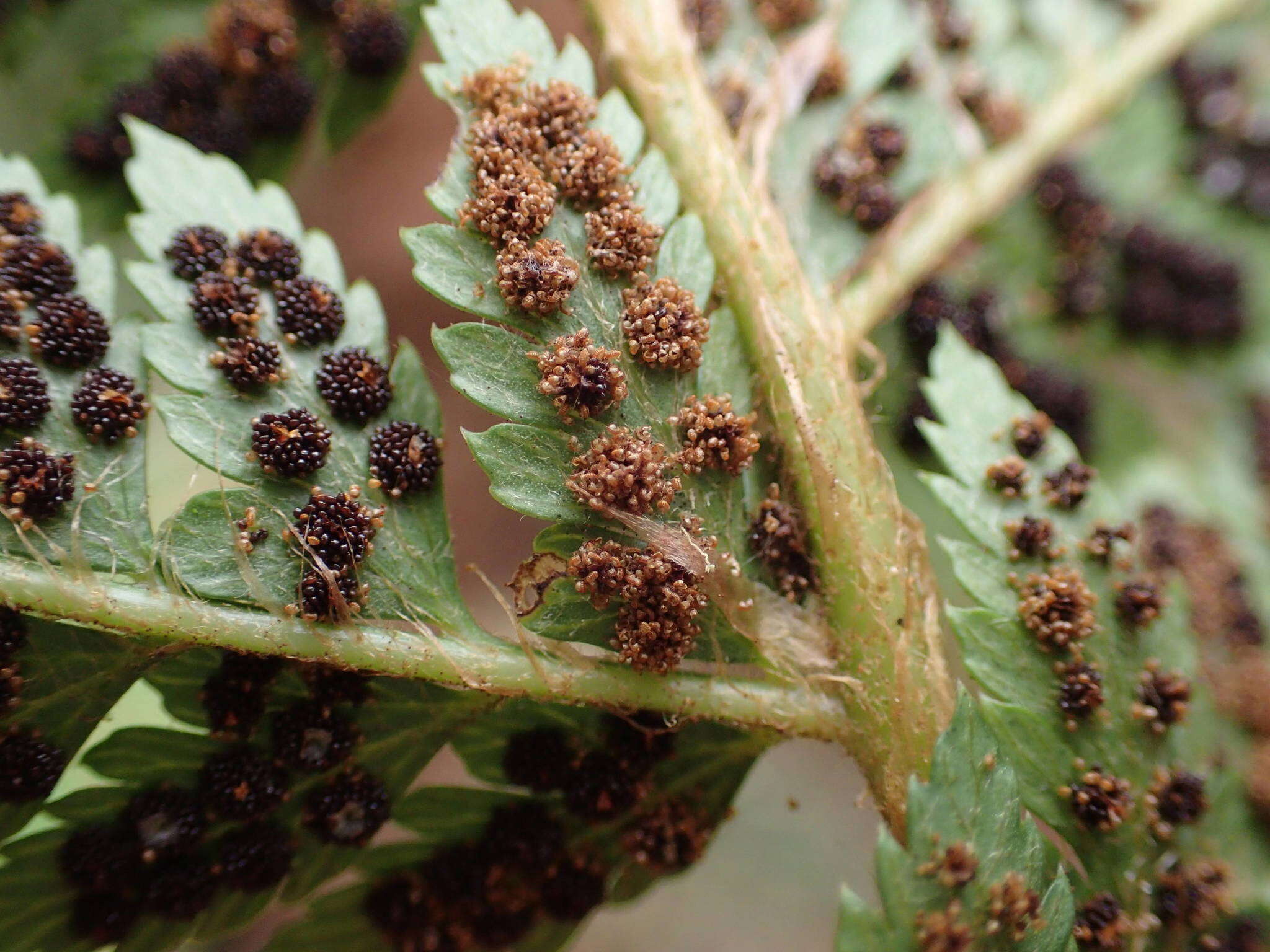 Imagem de Polystichum ammifolium (Desv.) C. Chr.