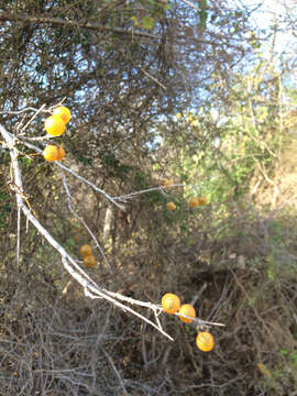 Image of western soapberry