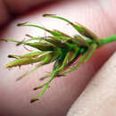 Image of Carex drucei (Hamlin) K. A. Ford