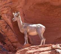 Image of Desert bighorn sheep