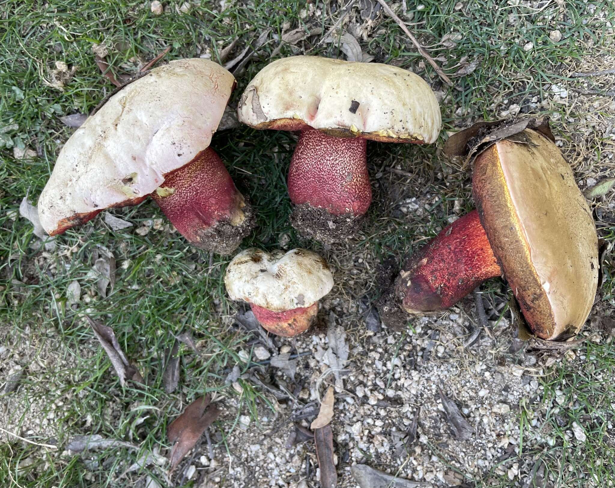 Image of ruddy bolete