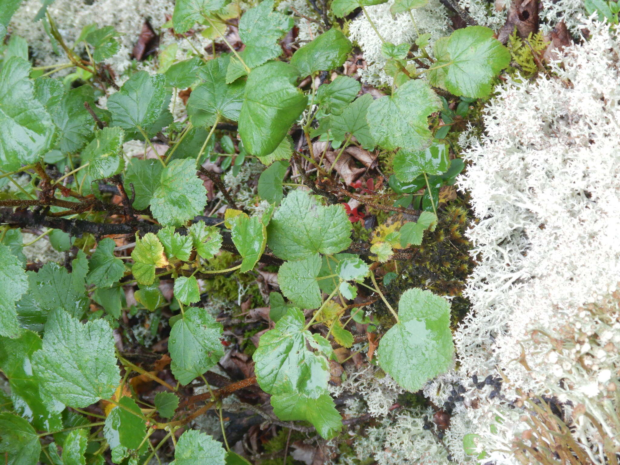 Image of Ribes fragrans Pall.