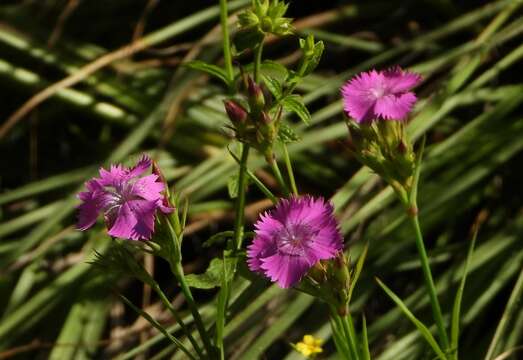 Image of Sequier's pink