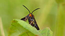 Image of Texana Clearwing Moth