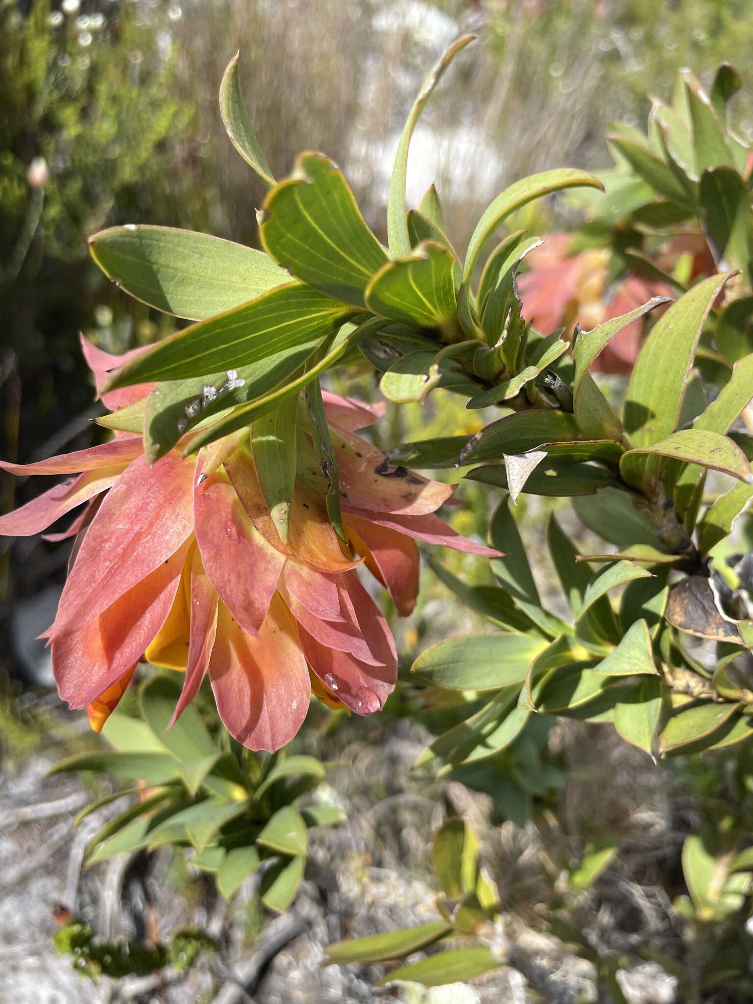 Image of Mountain dahlia