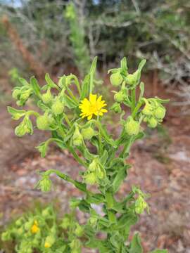 Chrysopsis delaneyi Wunderlin & Semple resmi