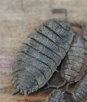 Image of Common rough woodlouse
