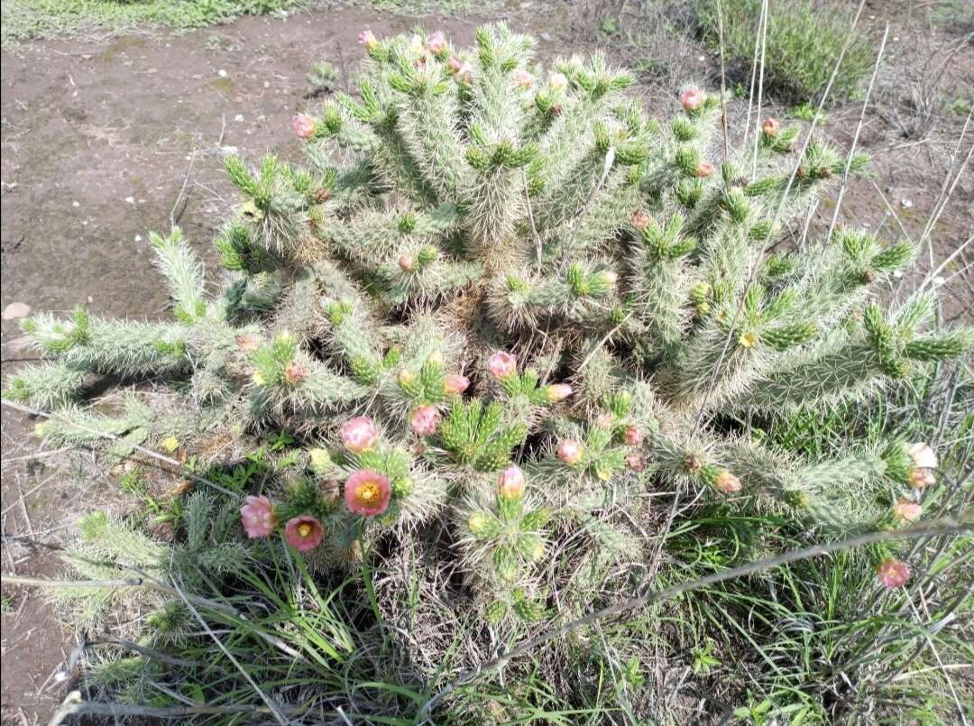 Image of Cylindropuntia imbricata subsp. rosea