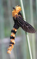 Image of Metura elongatus Saunders 1847