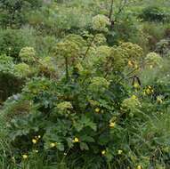 Image of Norwegian angelica