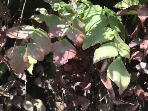 Sivun Adiantum macrophyllum Sw. kuva