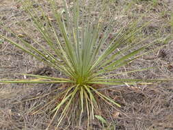 Image of soapweed yucca