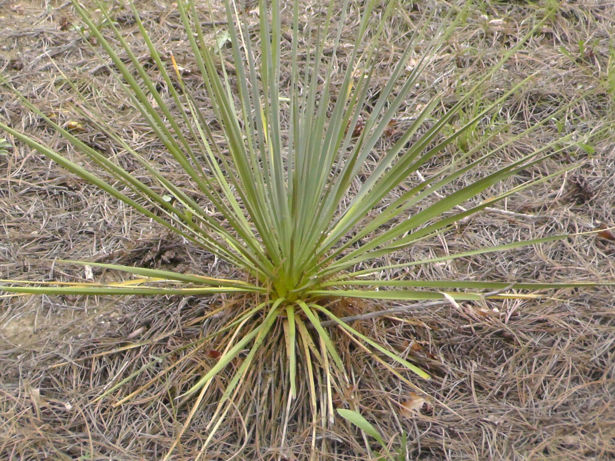 Image of soapweed yucca