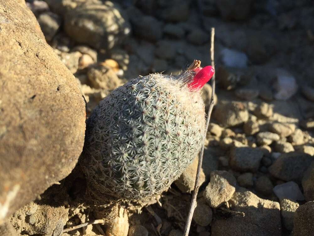 Image of Epithelantha pachyrhiza (W. T. Marshall) Backeb.