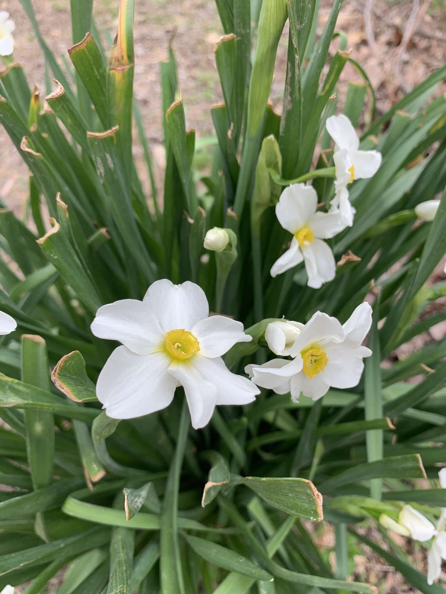 Image de Narcissus medioluteus Mill.