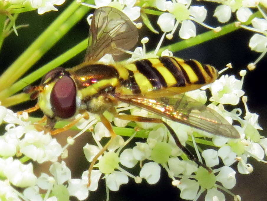 <i>Epistrophella emarginata</i> resmi