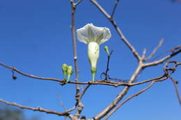 Imagem de Ipomoea pseudoracemosa G. D. Mc Pherson