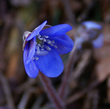 Image of Liverleaf