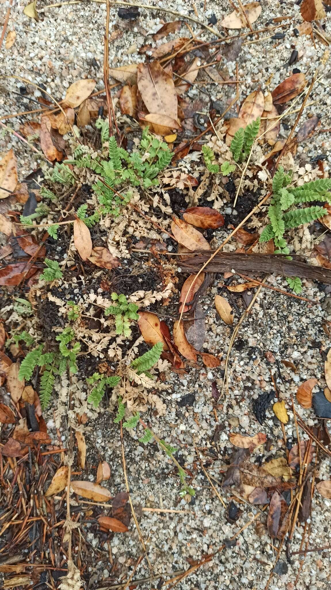 Image of Horkelia clevelandii var. brevibracteata