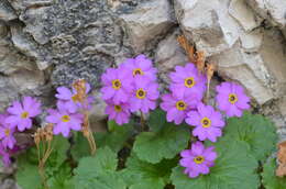 Image of Primula minkwitziae W. W. Smith