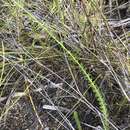 Image of Lobelia barkerae E. Wimm.