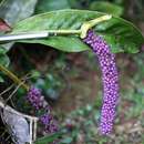 Image de Anthurium dwyeri Croat