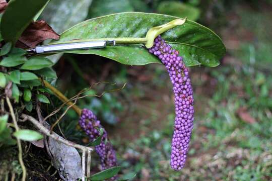 Image of Anthurium dwyeri Croat