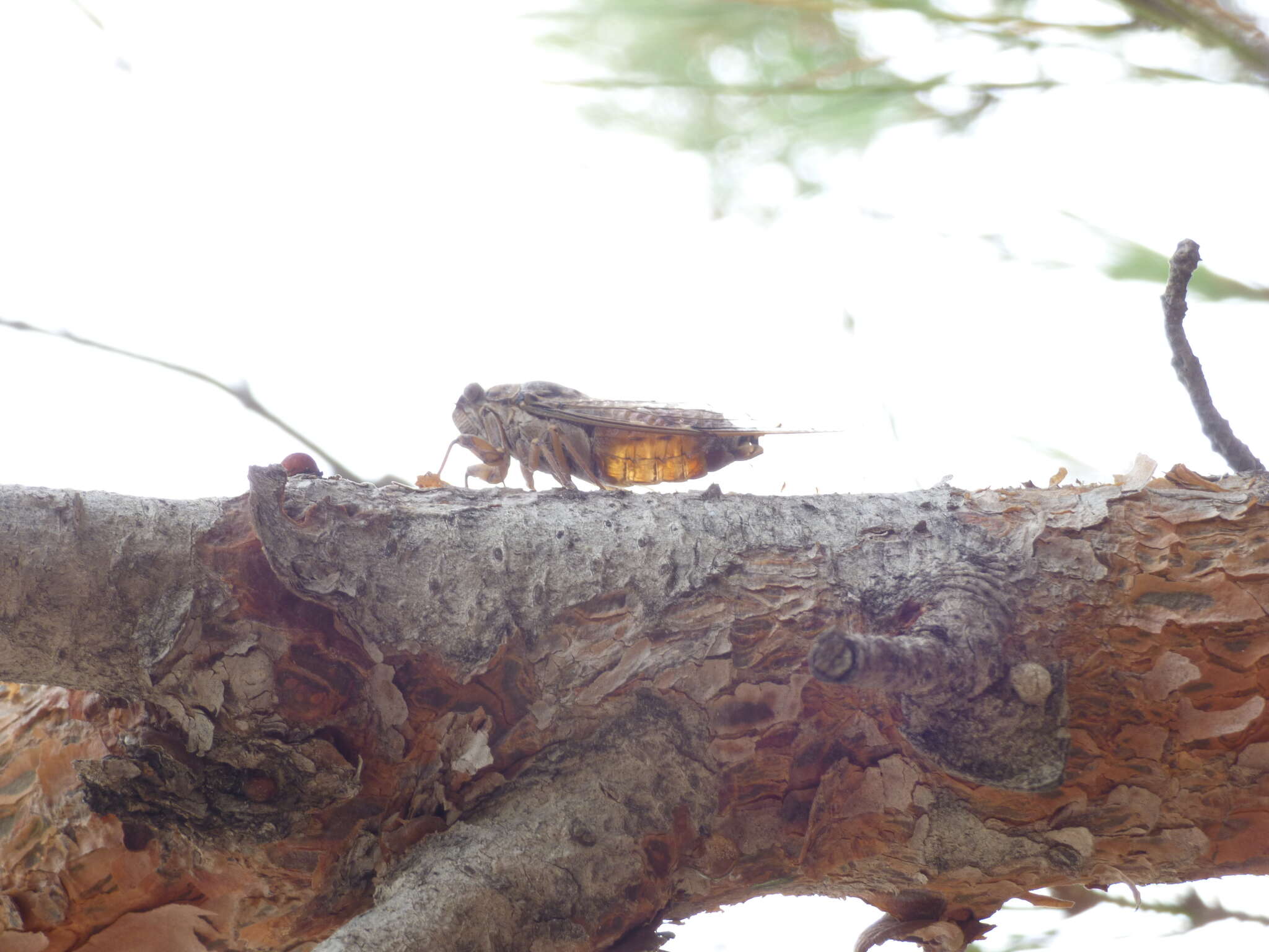 Image of Cicada cretensis Quartau & Simoes 2005