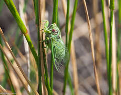 Image de Cicadetta pellosoma (Uhler 1861)