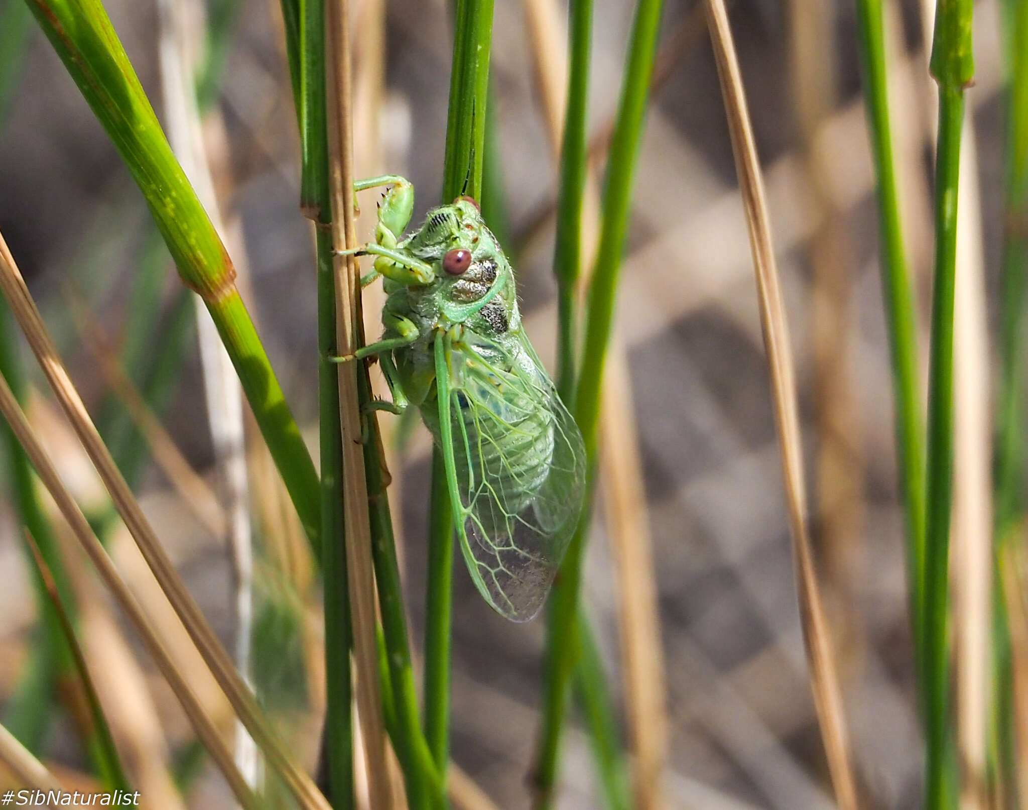 Image of Cicadetta pellosoma (Uhler 1861)