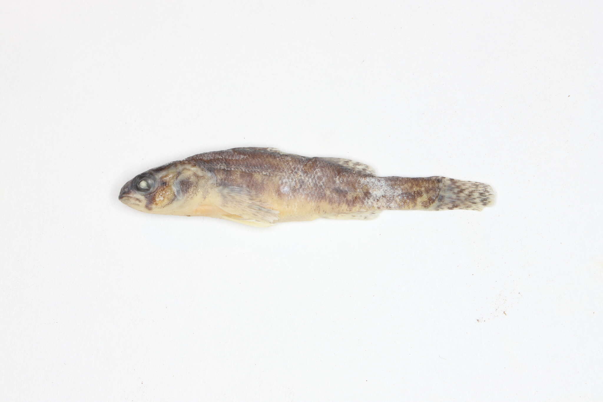 Image of Iowa Darter