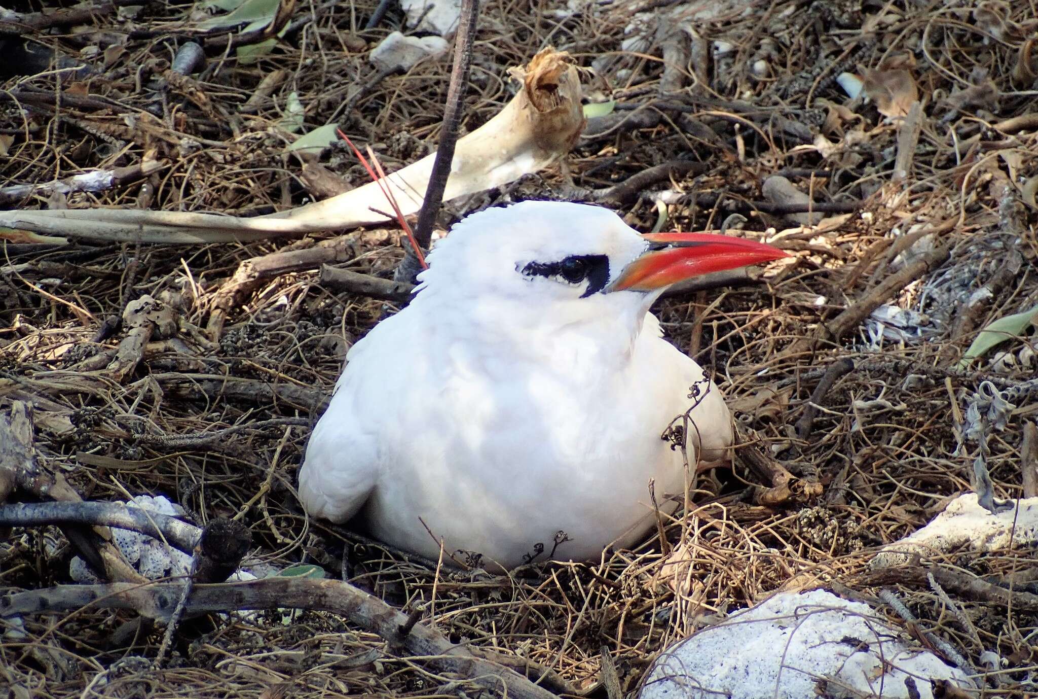 Image of tropicbirds