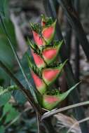 Heliconia wagneriana Petersen的圖片