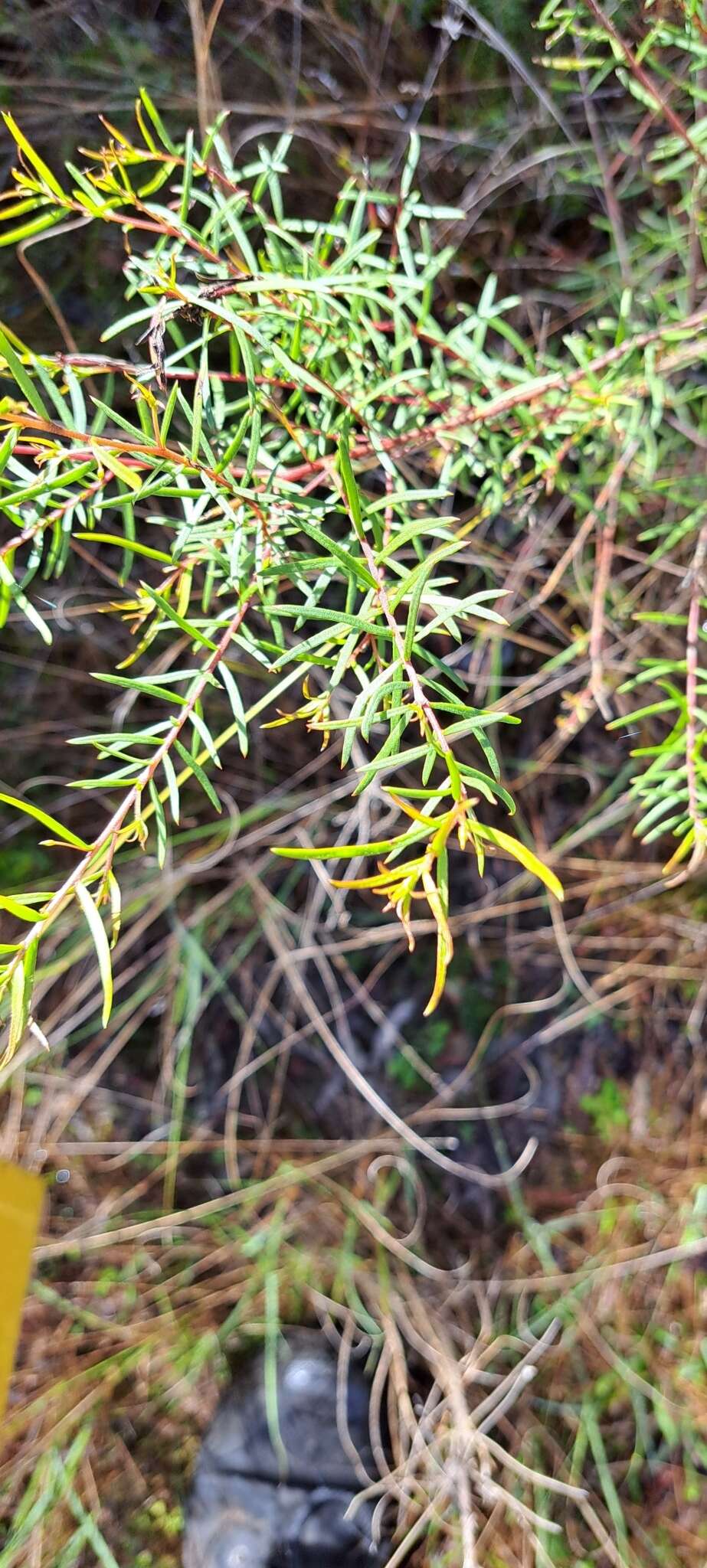 Plancia ëd Persoonia nutans R. Br.