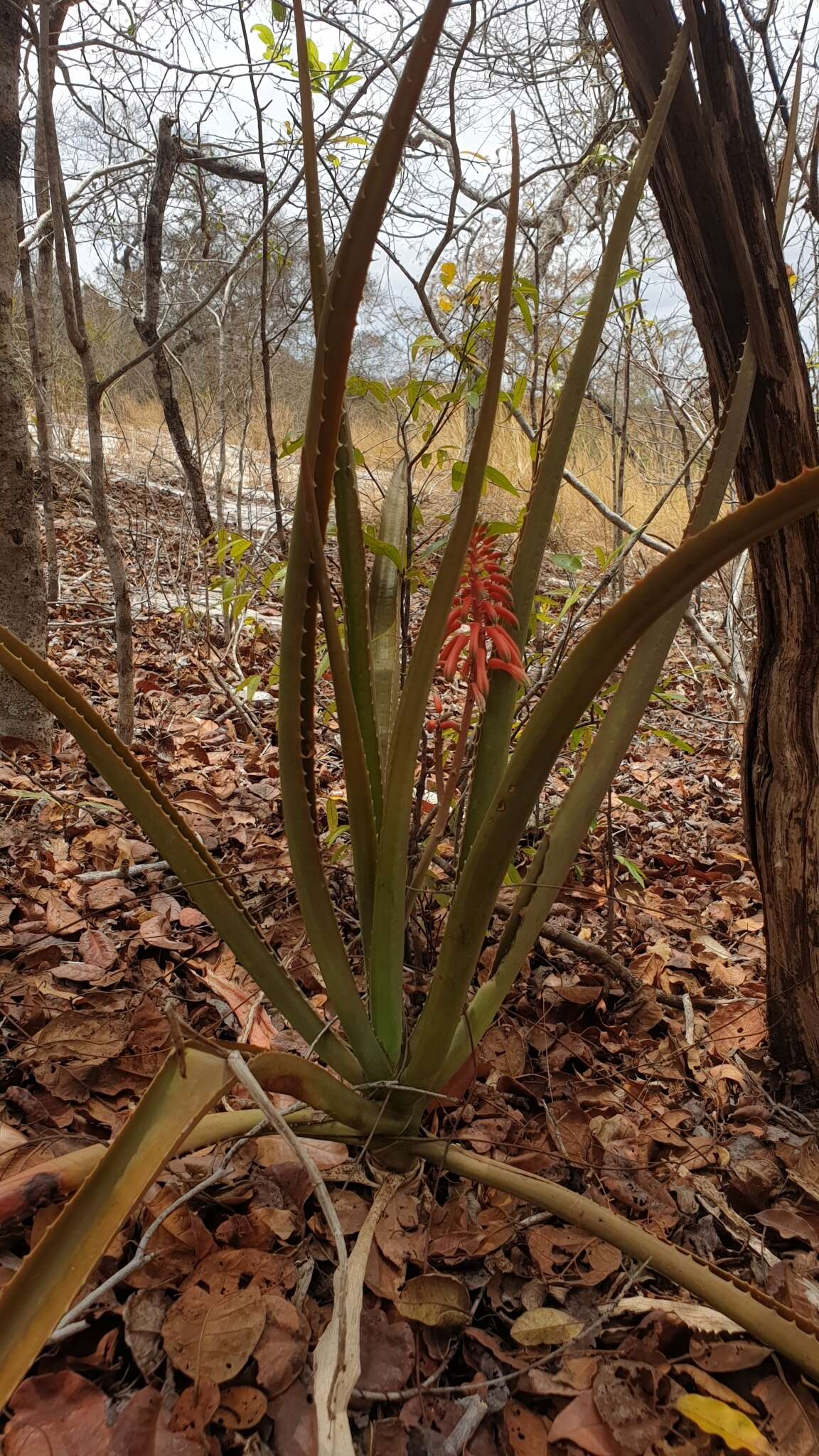 Image of Aloe occidentalis (H. Perrier) L. E. Newton & G. D. Rowley