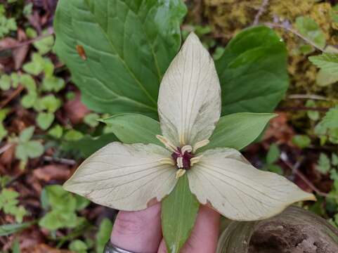 Image of Trillium erectum var. erectum